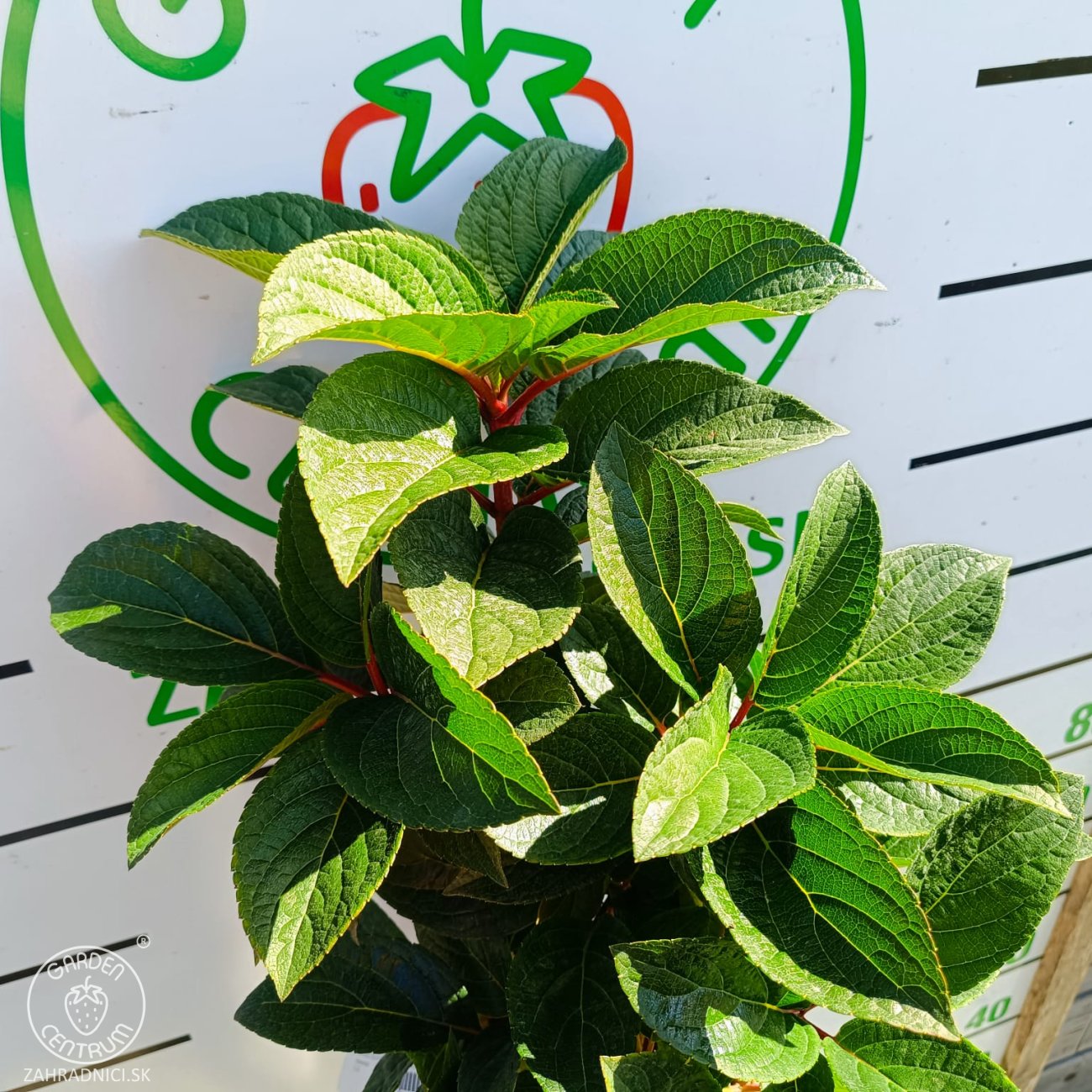 Obrázok Hortenzia metlinatá (Hydrangea paniculata) ´LIVING INFINITY´® by LIVING CREATIONS® - výška 40-60 cm, kont. C2L - 150 dní kvitnutia!